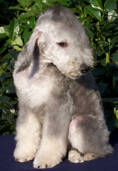 Ginza 25032007-6.jpg